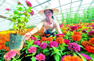 陕西 定边沃野花卉种植业迅猛发展