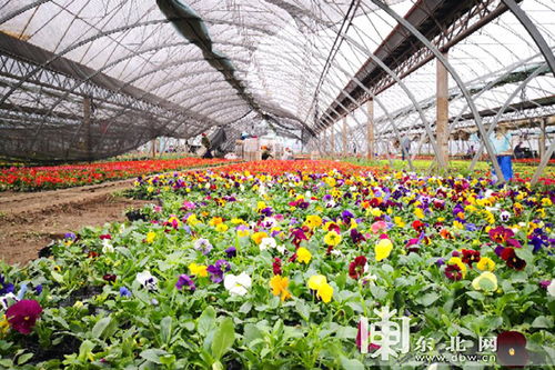 哈尔滨新区平房片区大力发展花卉产业