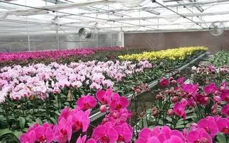 兰州最具规模的名花卉家居节,即将在兰州月星家居展出