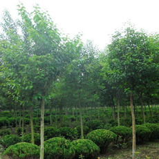 唐河县新家园苗木种植专业合作社
