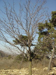 种植苗木果树花卉基地 高接地接金叶榆 王族海棠 丁香 云杉 红叶李苗13703663452 紫艳绿化苗木种植基地