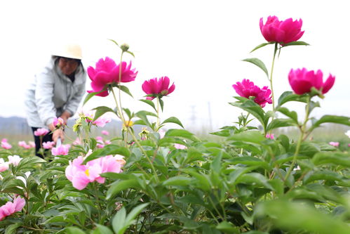 河北唐山 鲜花经济 促增收