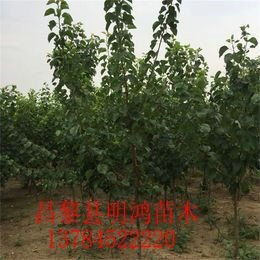 销售杏树苗出售 河北省昌黎县明鸿苗木种植专业合作社 K9苹果树树苗