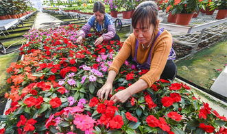 河北霸州 花卉种植助力乡村振兴