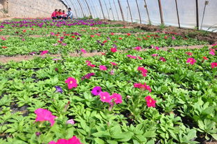 甘肃 民乐县引导农户种植花卉等新兴作物