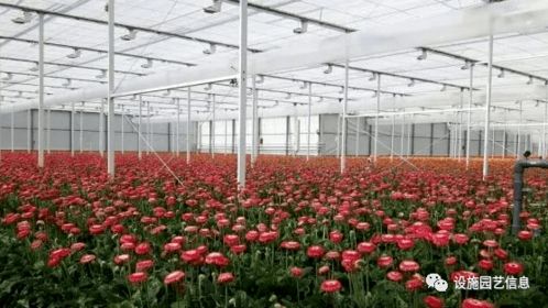 花儿为什么这样红 智能温室为花卉种植增色