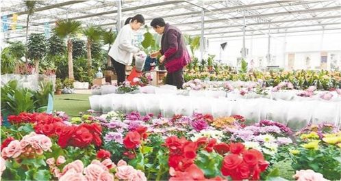 河北廊坊永清县大力发展花卉种植产业