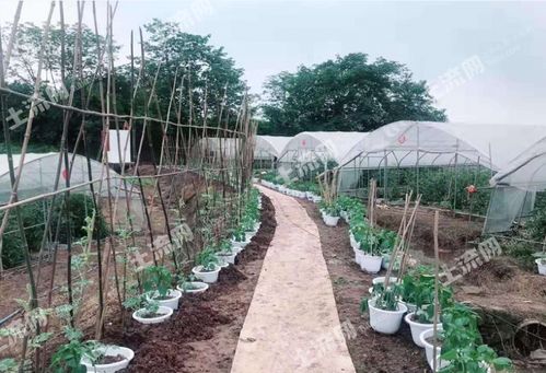 重庆璧山区 30亩花卉苗木瓜果蔬菜种植基地转让