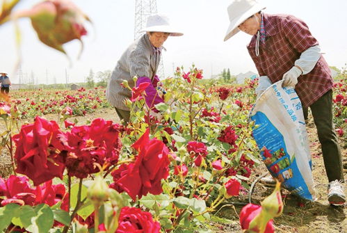 宜兴 花田经济助农增收