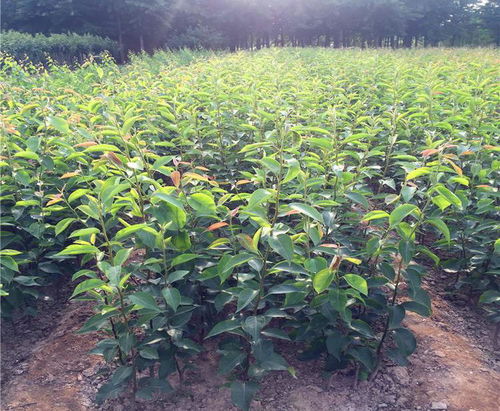 【黄金梨树苗种植基地、黄金梨树苗价格】- 