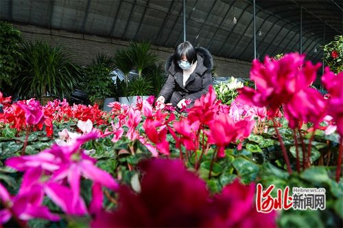 河北省滦南县 花卉旺销春意浓