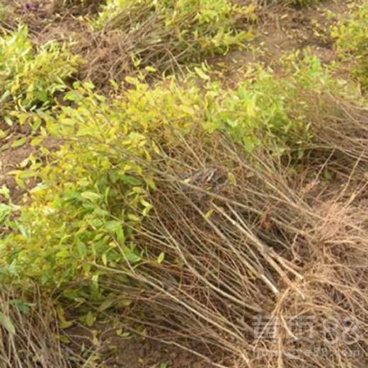 【东丽区软籽石榴石榴苗子苗栽植苗圃管理3年苗多少钱】- 