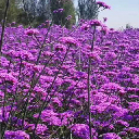 马兰 基地种植马兰